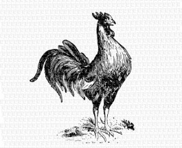 0795a rooster copy